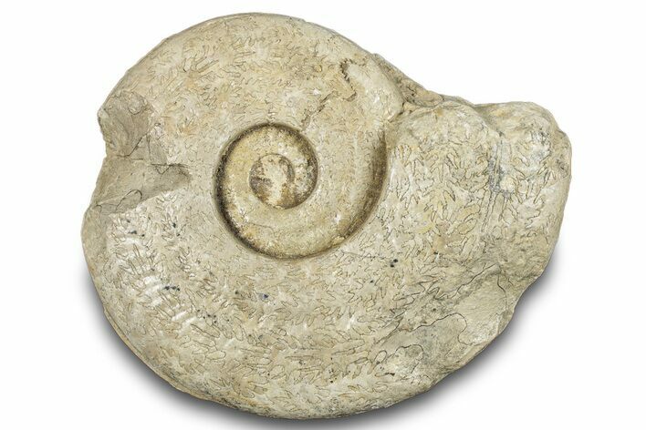 Jurassic Ammonite (Harpoceras) Fossil - England #284040